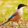 Iberian Magpie Bird Diamond Painting