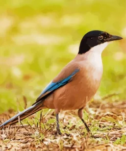 Iberian Magpie Bird Diamond Painting