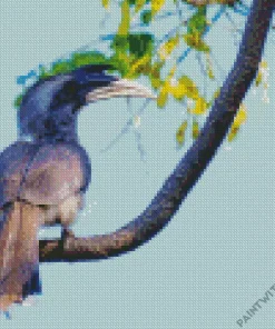 Indian Grey Hornbill Diamond Painting