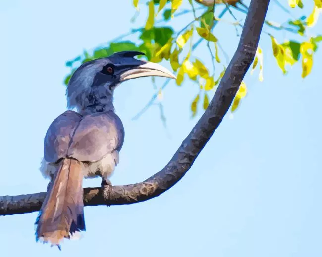 Indian grey hornbill Diamond With Numbers Indian Grey Hornbill Diamond Painting