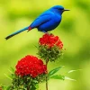 Indigo Bunting And Red Flower Diamond Painting