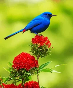 Indigo Bunting And Red Flower Diamond Painting