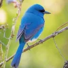 Indigo Bunting Bird Diamond Painting