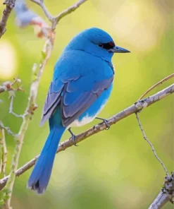 Indigo Bunting Bird Diamond Painting