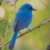 Indigo Bunting Bird Diamond Painting