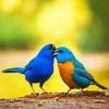 Indigo Bunting Birds Couple Diamond Painting