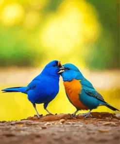 Indigo Bunting Birds Couple Diamond Painting