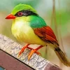 Indochinese Green Magpie Bird Diamond Painting