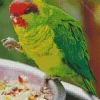 Iris Lorikeet Diamond Painting