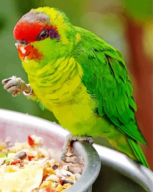 Iris lorikeet Diamond With Numbers Iris Lorikeet Diamond Painting