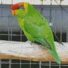 Iris Lorikeet Bird Diamond Painting