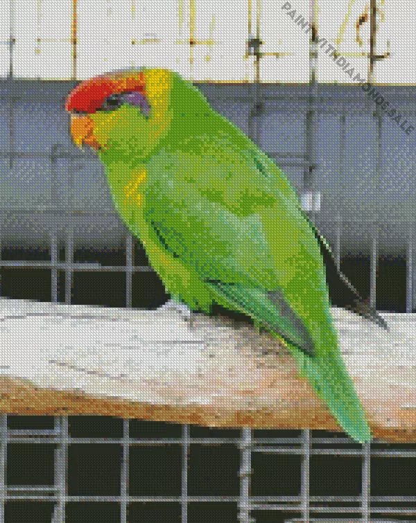 Iris lorikeet bird Diamond Dotz Iris Lorikeet Bird Diamond Painting