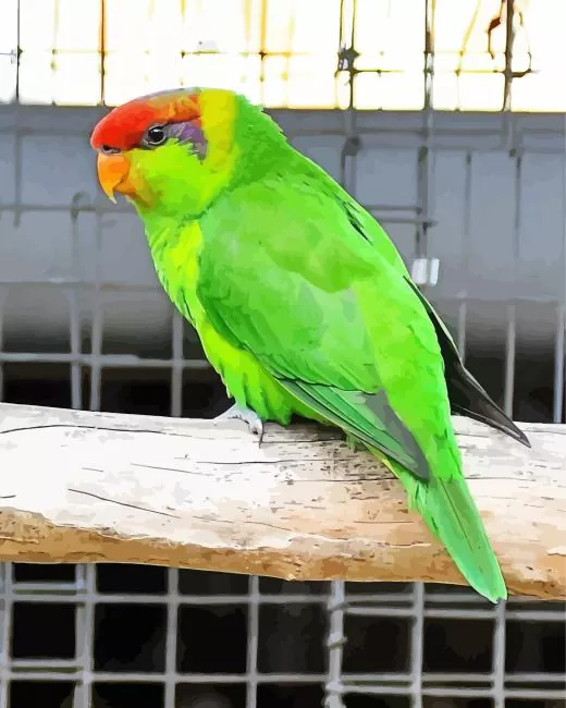 Iris lorikeet bird Diamond With Numbers Iris Lorikeet Bird Diamond Painting