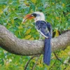 Jacksons Hornbill Diamond Painting
