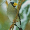 Japanese Grosbeak Diamond Painting
