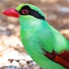 Javan Green Magpie Bird Diamond Painting