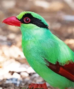 Javan Green Magpie Bird Diamond Painting