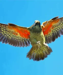 Kea Flying In The Sky Diamond Painting