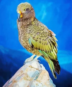 Kea On A Rock Diamond Painting