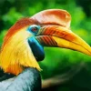 Knobbed Hornbill Diamond Painting