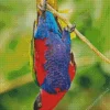 Lorius Lory Bird Diamond Painting