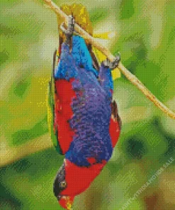 Lorius Lory Bird Diamond Painting