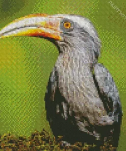 Malabar Grey Hornbill Diamond Painting