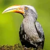 Malabar Grey Hornbill Diamond Painting