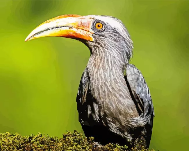 Malabar grey hornbill Diamond With Numbers Malabar Grey Hornbill Diamond Painting