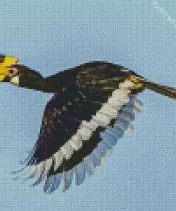 Malabar Pied Hornbill Diamond Painting