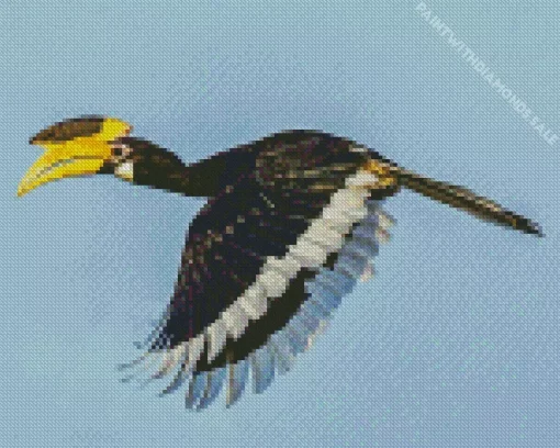 Malabar Pied Hornbill Diamond Painting