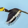 Malabar Pied Hornbill Diamond Painting