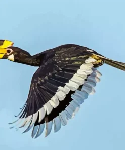 Malabar Pied Hornbill Diamond Painting