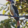 Mindanao Hornbill Diamond Painting