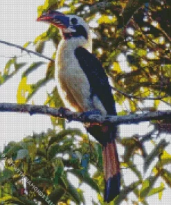 Mindanao Hornbill Diamond Painting