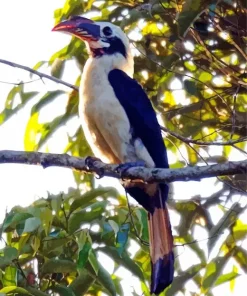 Mindanao Hornbill Diamond Painting