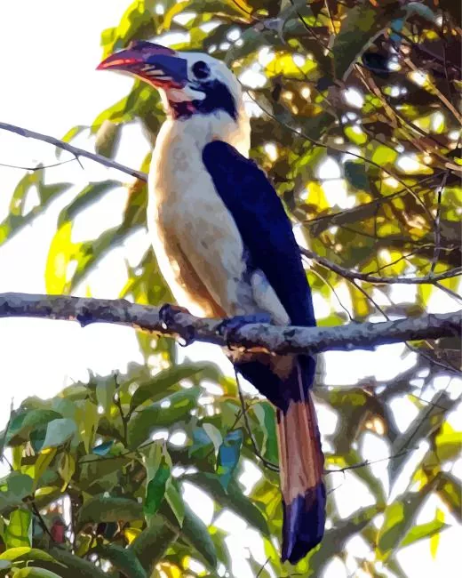 Mindanao hornbill Diamond With Numbers Mindanao Hornbill Diamond Painting