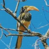 Monteiros Hornbill Diamond Painting