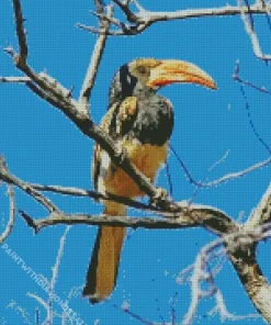 Monteiros Hornbill Diamond Painting