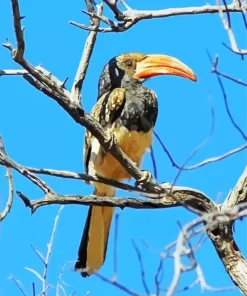 Monteiros Hornbill Diamond Painting