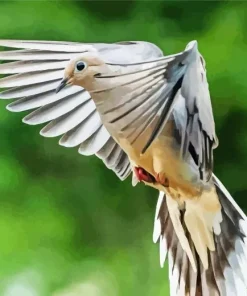 Mourning Dove Flying Diamond Painting