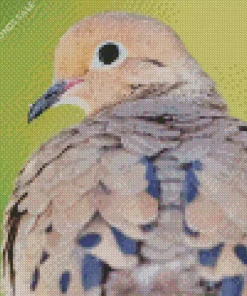 Mourning Dove Close Up Diamond Painting