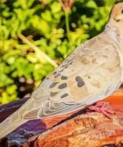 Mourning Dove In Sunlight Diamond Painting