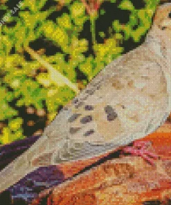 Mourning Dove In Sunlight Diamond Painting