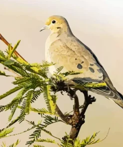 Mourning Dove On A Tree Diamond Painting