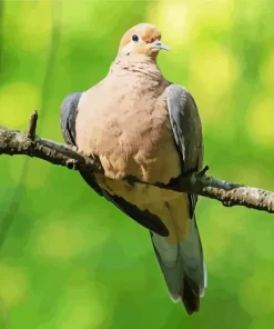 Mourning Dove On A Tree Branch Diamond Painting