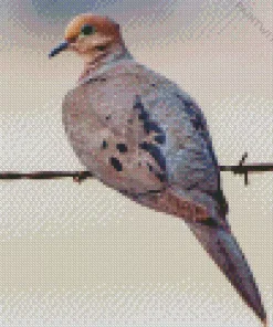 Mourning Dove On A Wire Diamond Painting