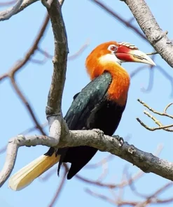 Narcondam Hornbill Diamond Painting