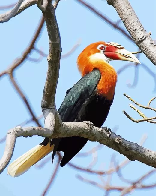 Narcondam hornbill Diamond With Numbers Narcondam Hornbill Diamond Painting