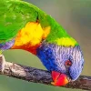 New Caledonian Lorikeet Diamond Painting